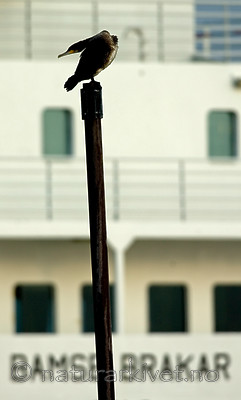 BB 05 0231 / Phalacrocorax carbo / Storskarv